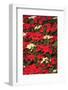 Christmas Poinsettias. Canada-Stuart Westmorland-Framed Photographic Print