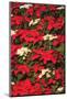 Christmas Poinsettias. Canada-Stuart Westmorland-Mounted Photographic Print