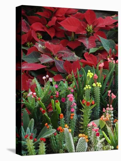 Christmas Poinsettias with Flowering Cactus in Market, San Miguel De Allende, Mexico-Nancy Rotenberg-Stretched Canvas