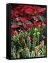 Christmas Poinsettias with Flowering Cactus in Market, San Miguel De Allende, Mexico-Nancy Rotenberg-Framed Stretched Canvas