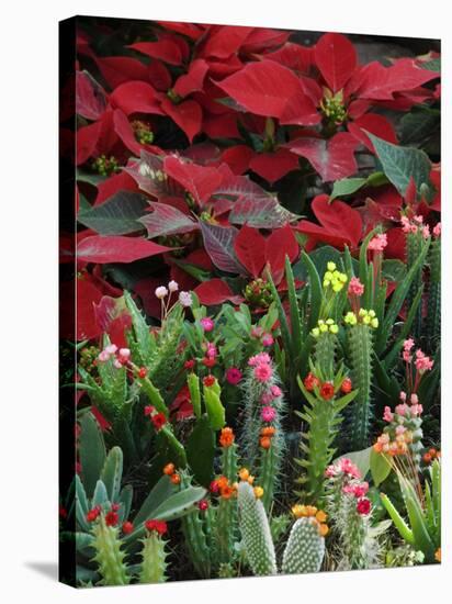 Christmas Poinsettias with Flowering Cactus in Market, San Miguel De Allende, Mexico-Nancy Rotenberg-Stretched Canvas