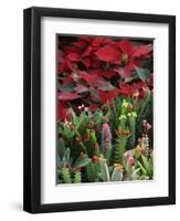 Christmas Poinsettias with Flowering Cactus in Market, San Miguel De Allende, Mexico-Nancy Rotenberg-Framed Premium Photographic Print