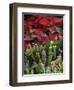 Christmas Poinsettias with Flowering Cactus in Market, San Miguel De Allende, Mexico-Nancy Rotenberg-Framed Photographic Print