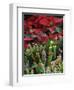 Christmas Poinsettias with Flowering Cactus in Market, San Miguel De Allende, Mexico-Nancy Rotenberg-Framed Photographic Print