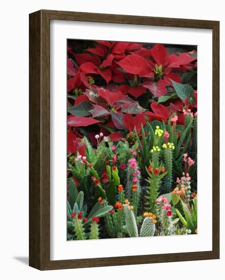 Christmas Poinsettias with Flowering Cactus in Market, San Miguel De Allende, Mexico-Nancy Rotenberg-Framed Photographic Print