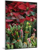 Christmas Poinsettias with Flowering Cactus in Market, San Miguel De Allende, Mexico-Nancy Rotenberg-Mounted Photographic Print