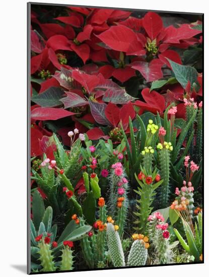 Christmas Poinsettias with Flowering Cactus in Market, San Miguel De Allende, Mexico-Nancy Rotenberg-Mounted Photographic Print