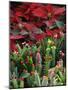 Christmas Poinsettias with Flowering Cactus in Market, San Miguel De Allende, Mexico-Nancy Rotenberg-Mounted Photographic Print