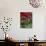 Christmas Poinsettias with Flowering Cactus in Market, San Miguel De Allende, Mexico-Nancy Rotenberg-Photographic Print displayed on a wall