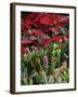 Christmas Poinsettias with Flowering Cactus in Market, San Miguel De Allende, Mexico-Nancy Rotenberg-Framed Photographic Print