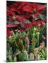 Christmas Poinsettias with Flowering Cactus in Market, San Miguel De Allende, Mexico-Nancy Rotenberg-Mounted Photographic Print