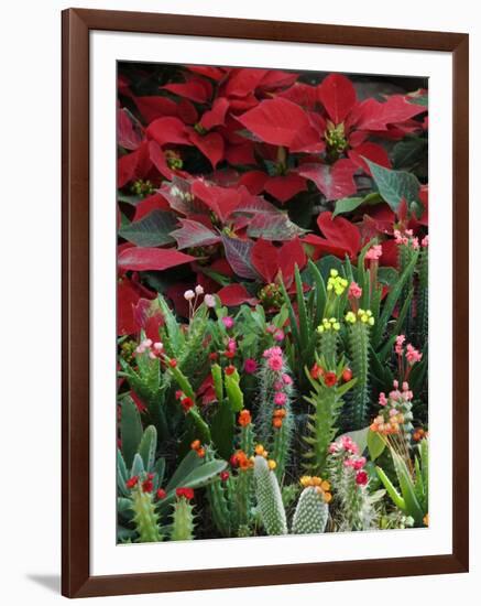 Christmas Poinsettias with Flowering Cactus in Market, San Miguel De Allende, Mexico-Nancy Rotenberg-Framed Photographic Print