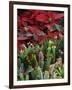 Christmas Poinsettias with Flowering Cactus in Market, San Miguel De Allende, Mexico-Nancy Rotenberg-Framed Photographic Print