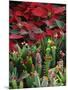 Christmas Poinsettias with Flowering Cactus in Market, San Miguel De Allende, Mexico-Nancy Rotenberg-Mounted Photographic Print