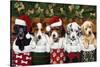 Christmas Puppies-William Vanderdasson-Stretched Canvas
