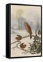 Christmas Robin and Friends-Harry Bright-Framed Stretched Canvas