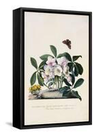 Christmas Rose and Winter Aconite-Johann Wilhelm Weinmann-Framed Stretched Canvas