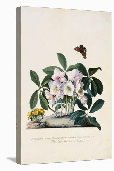 Christmas Rose and Winter Aconite-Johann Wilhelm Weinmann-Stretched Canvas