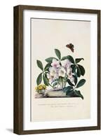 Christmas Rose and Winter Aconite-Johann Wilhelm Weinmann-Framed Giclee Print