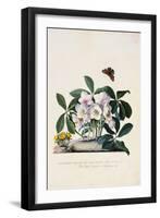 Christmas Rose and Winter Aconite-Johann Wilhelm Weinmann-Framed Giclee Print