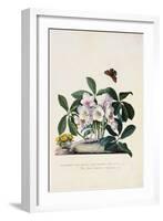 Christmas Rose and Winter Aconite-Johann Wilhelm Weinmann-Framed Giclee Print