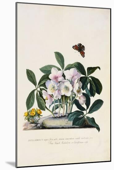 Christmas Rose and Winter Aconite-Johann Wilhelm Weinmann-Mounted Giclee Print