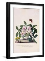 Christmas Rose and Winter Aconite-Georg Dionysius Ehret-Framed Giclee Print