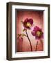 Christmas Rose, Flower, Blossoms, Bud, Still Life, Red, Yellow-Axel Killian-Framed Photographic Print