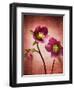 Christmas Rose, Flower, Blossoms, Bud, Still Life, Red, Yellow-Axel Killian-Framed Photographic Print