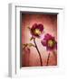 Christmas Rose, Flower, Blossoms, Bud, Still Life, Red, Yellow-Axel Killian-Framed Photographic Print