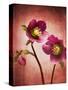 Christmas Rose, Flower, Blossoms, Bud, Still Life, Red, Yellow-Axel Killian-Stretched Canvas