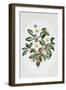 Christmas Rose Oval-Sally Crosthwaite-Framed Giclee Print