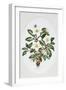 Christmas Rose Oval-Sally Crosthwaite-Framed Giclee Print