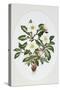 Christmas Rose Oval-Sally Crosthwaite-Stretched Canvas