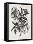 Christmas Rose (Wood Engraving)-John Northcote Nash-Framed Stretched Canvas