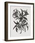 Christmas Rose (Wood Engraving)-John Northcote Nash-Framed Giclee Print