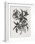 Christmas Rose (Wood Engraving)-John Northcote Nash-Framed Giclee Print