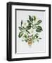 Christmas Rose-Sally Crosthwaite-Framed Giclee Print