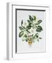 Christmas Rose-Sally Crosthwaite-Framed Giclee Print