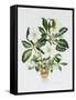 Christmas Rose-Sally Crosthwaite-Framed Stretched Canvas