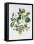 Christmas Rose-Sally Crosthwaite-Framed Stretched Canvas