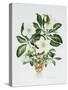 Christmas Rose-Sally Crosthwaite-Stretched Canvas