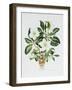 Christmas Rose-Sally Crosthwaite-Framed Giclee Print