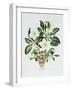 Christmas Rose-Sally Crosthwaite-Framed Giclee Print