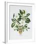 Christmas Rose-Sally Crosthwaite-Framed Giclee Print