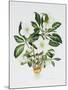 Christmas Rose-Sally Crosthwaite-Mounted Giclee Print