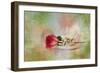 Christmas Rose-Jai Johnson-Framed Giclee Print