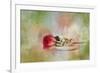 Christmas Rose-Jai Johnson-Framed Giclee Print