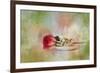 Christmas Rose-Jai Johnson-Framed Giclee Print