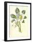 Christmas Rose-Frederick Edward Hulme-Framed Giclee Print